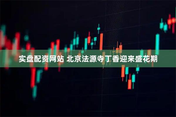 实盘配资网站 北京法源寺丁香迎来盛花期